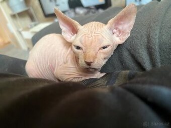 Kocourek Sphynx