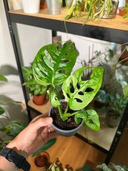 Monstera Adansonii Variegata