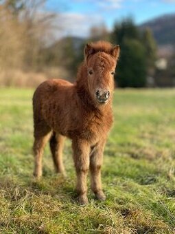 shetlnd pony klisna s PP