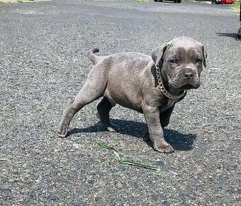 Staford,American Bully,Pitbull