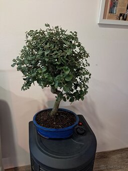 Bonsai,bonsaj Dub - 1