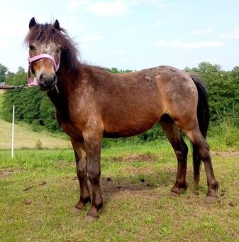 Valášek pony