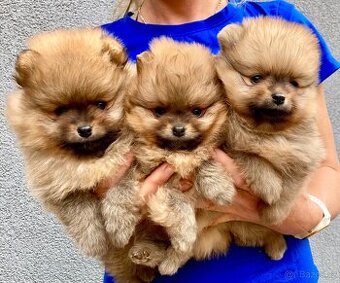 Pomeranian PP/ FCI