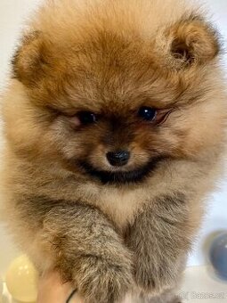 Pomeranian PP/ FCI