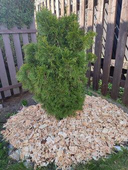 Mulčovací štěpka