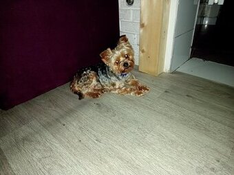 Yorkšírský teriér