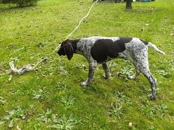 Německý ohař krátkosrstý