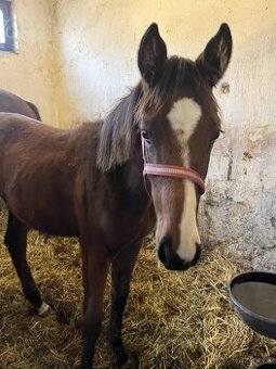 Letošní kobylky na prodej