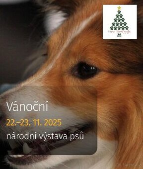 Vánoční národní výstava psů Brno