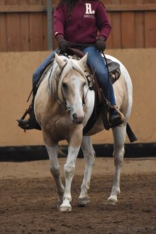 Desetiletá klisna APH
