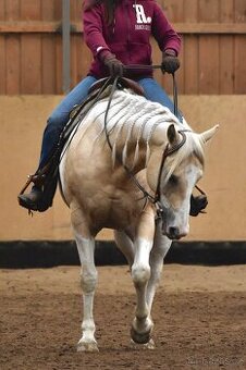 Desetiletá klisna APH