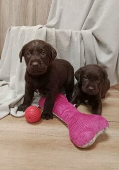 Labradorský retrívr