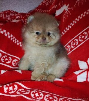 Pomeranian mini