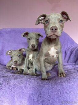 Americký pitbulterier s PP silverfawn rarita