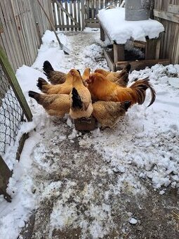 Násadová vejce Šumavanek