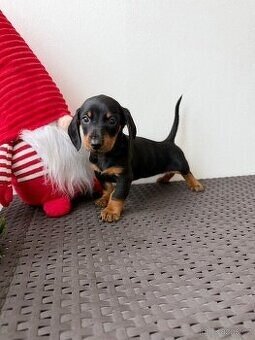 Jezevčík trpasličí