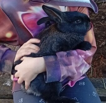 Králík, králíci - 2 samec /činčila velká x vídeňský modrý