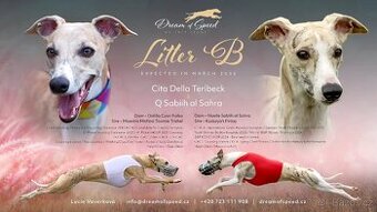 Whippet / vipet štěňata s PP FCI