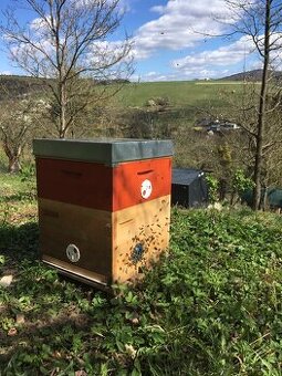 Prodám vyzimované včelstvo 39x24 v plném rozvoji