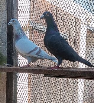 Poštovní holub, chovné páry,
