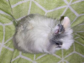 Zakrslý králík-teddy-samička