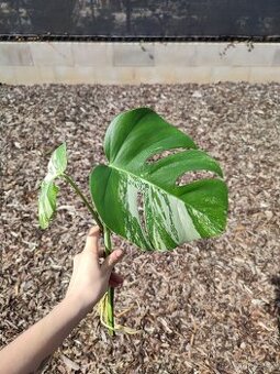 Monstera Albo (bílá) pokojovka