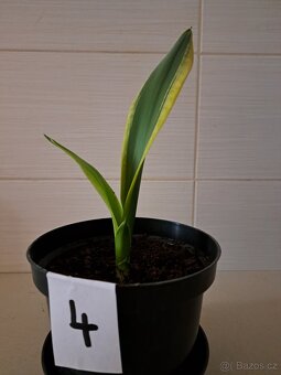 Sansevieria "tchynin jazyk"