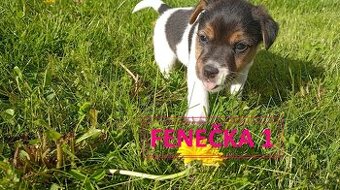 Jack Russell Teriér
