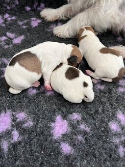 Jack Russell teriér- štěňátka