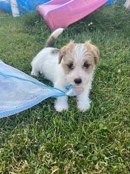 Jack Russell teriér- štěňátka