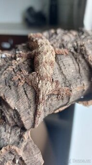 Rhacodactylus leachianus 0.0.1