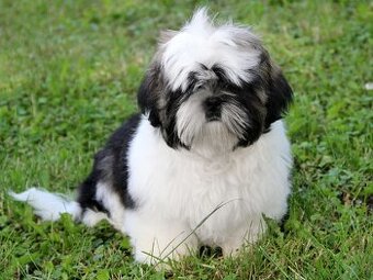 Shih-tzu, ši-tzu , shih tzu,  ši-cu  - štěňátka s PP FCI