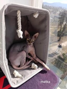 Kanadský sphynx - 1
