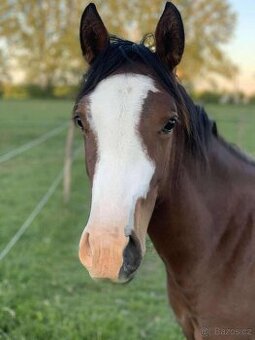 🌟🐴Na predaj výnimočný QH žrebček