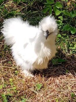 Hedvábnička velká bílá vousatá - kohout