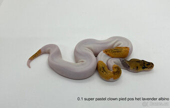 Krajta královská (Python regius)