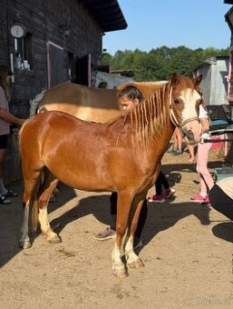 Welsh pony A - Pretoria Fascinata