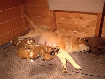 Akita Inu