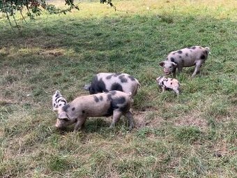 Prodám letošní selata pastevního prasete – typ kune-kune