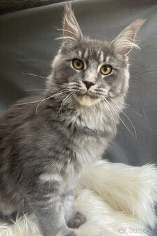 Mainská mývalí s pp