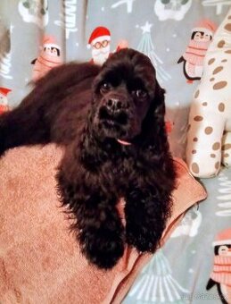 Americký kokršpaněl s pp/rodokmeň fci