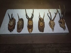 Trofeje, srnčí parůžky