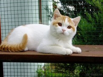 Britská koťata s PP