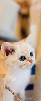 Britská koťátka činčily k odbery hned