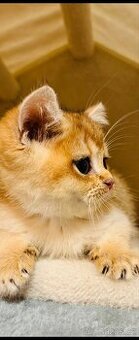 Britská koťátka činčily k odbery hned s PP