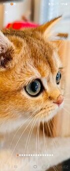 Britská koťátka činčily k odbery hned s PP