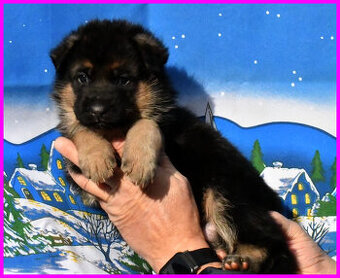 německý ovčák - nádherné štěně fenka