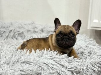 Francouzský buldoček s PP FCI