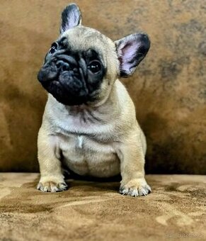 Francouzský buldoček s PP FCI