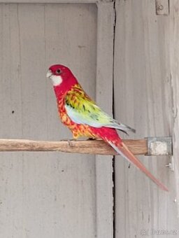 Rosela pestrá straka černá, modrá, zlatá